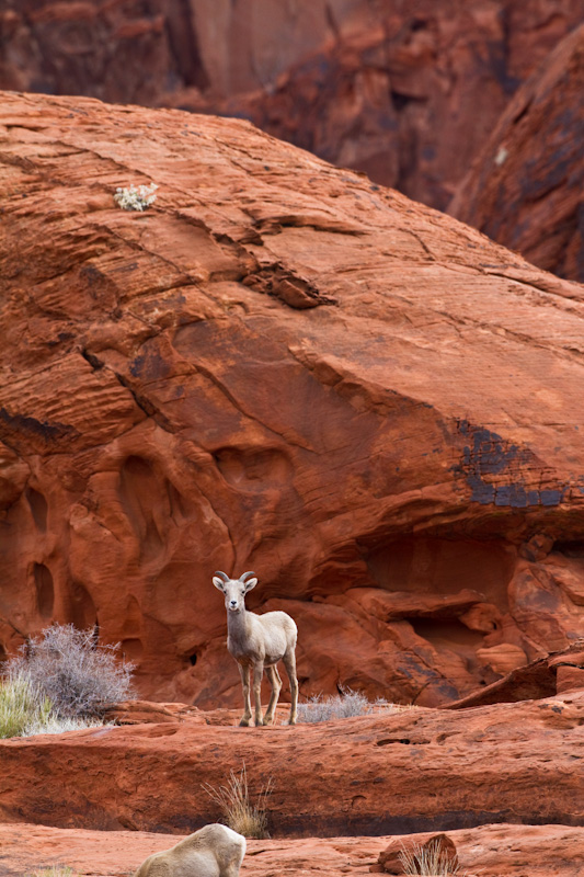 Bighorn On Slickrock